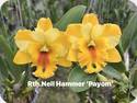 Rlc. Nell Hammer Payom